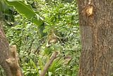 leipzig zoo-01_07_2011_gondwanaland_094